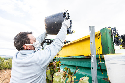 Harvesting works stock photo containing grape and hand