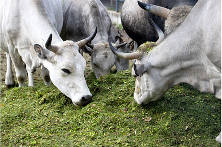 cows eating green silage on a farm