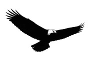 50 Flying Eagle Silhouette Vector Bu, an Illustration by Designs_River (Thumbnail 12 of 51)
