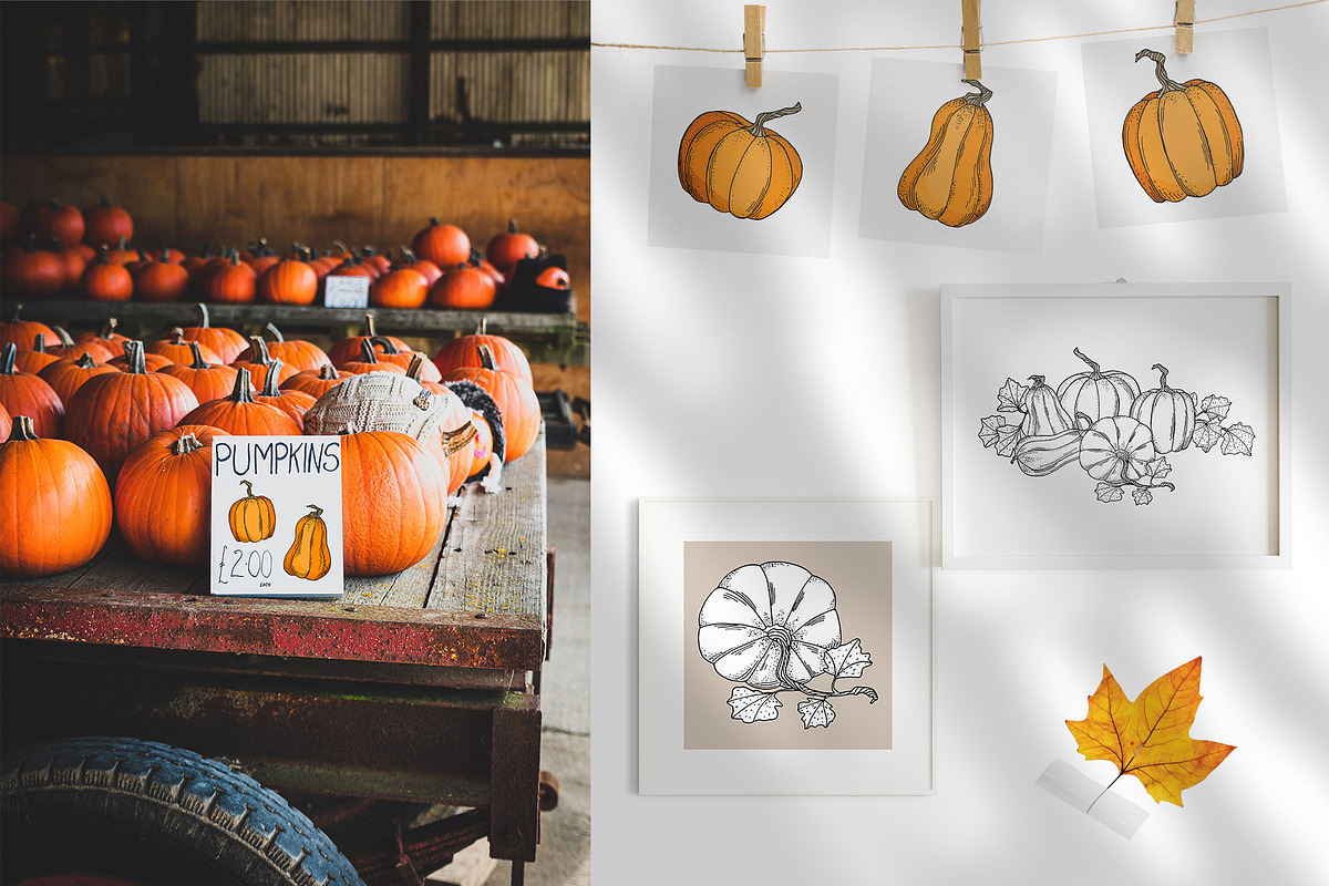 Autumn Pumpkins Hand Drawn Graphics, a Food Illustration by Olya Haifisch (Photo 9 of 9)