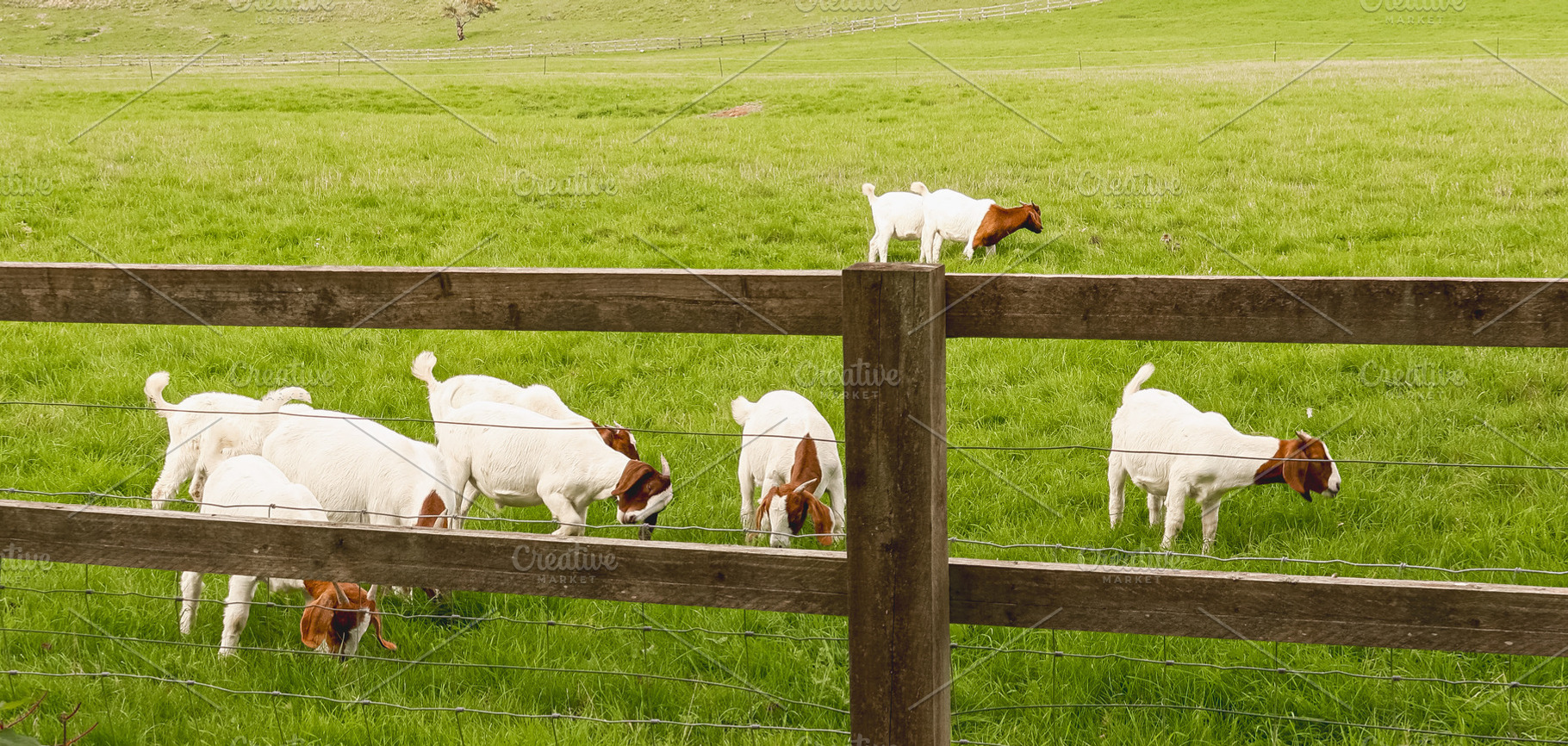 Goats and kids grazing in rural pasture with wooden fence, enjoying lush green, a Photo by Studio ANNA