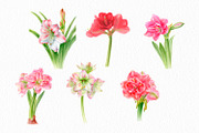 Botanical art - amarillis flowers, an Object Graphic by ViktoriArt (Thumbnail 2 of 14)