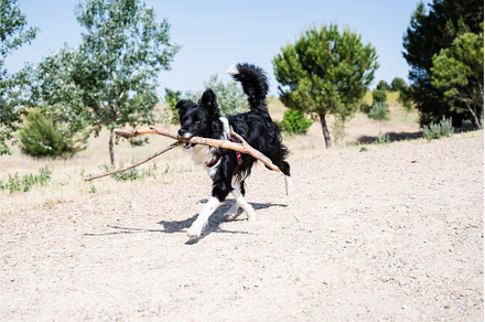 Border collie puppy running with a