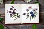 Whispers of Lavender Antique Clipart, a Decorative Illustration by Patterns for Dessert (Thumbnail 2 of 6)