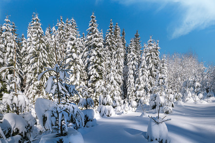 Alpine mountain snowy winter fir forest with snowdrifts, a Nature Photo by YuriyB