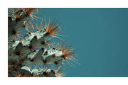Arid Co · Desert Plantscape, a Texture Illustration by milatovar (Thumbnail 15 of 20)
