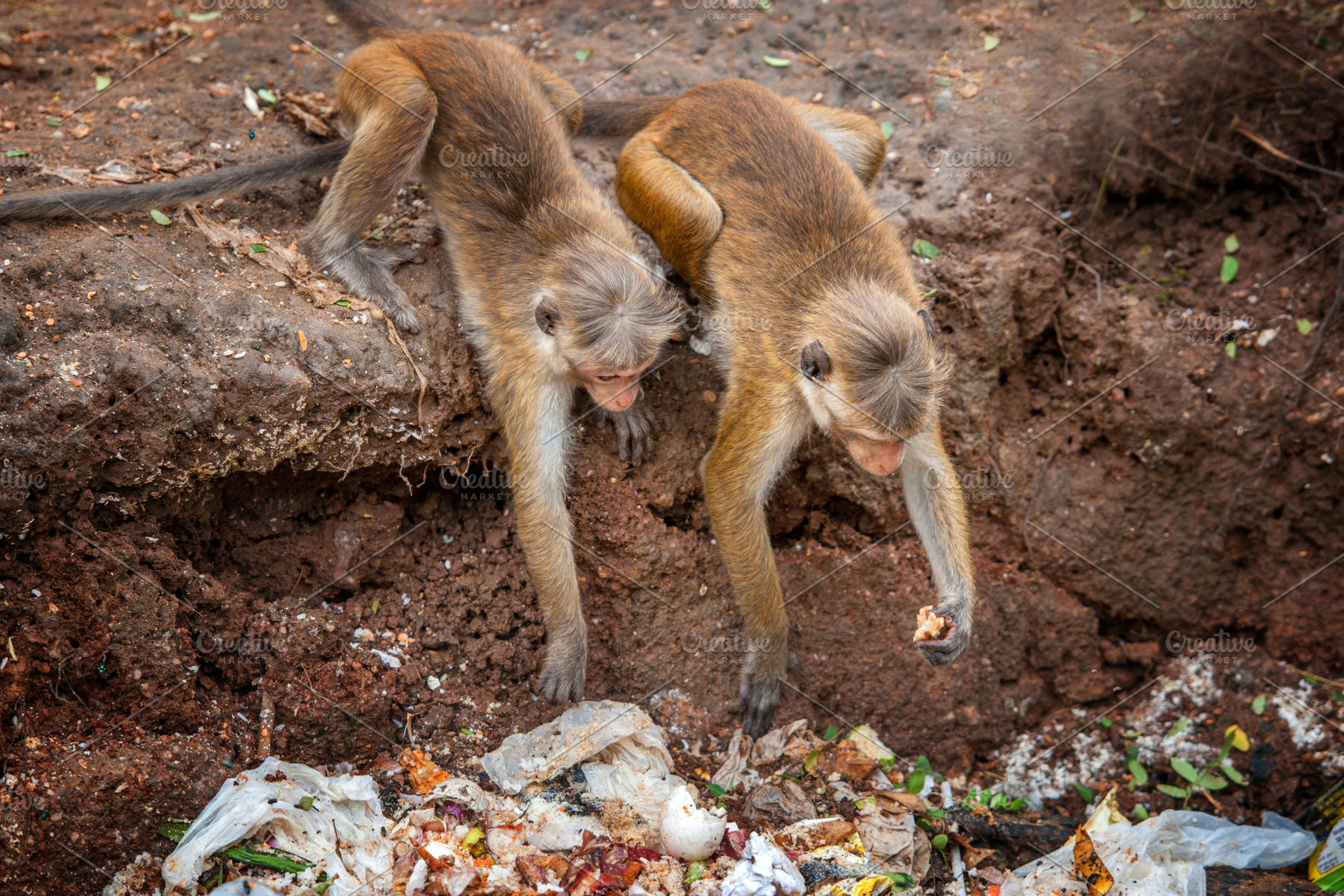 Monkey foraging through waste in an urban environment during mid, an Animal Photo by Byrdyak