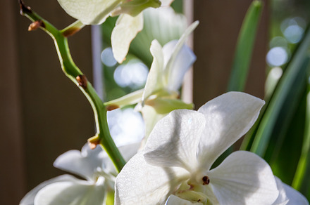 Orchid flower, white Vanda Coerulea, a Background Photo by GoodGoods