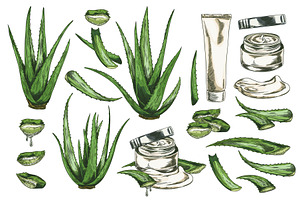 Aloe Vera plant and cosmetic product, an Object Illustration by Sabelskaya