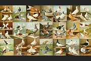Illustrirtes Mustertauben-Buch, an Animal Illustration by Digital Museum (Thumbnail 3 of 9)