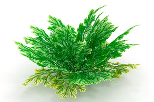 Selaginella