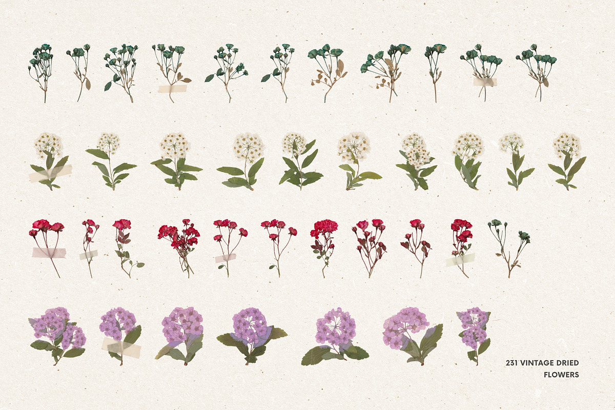 231 Vintage Dried Flowers, an Object Graphic by Ksuview (Photo 5 of 8)
