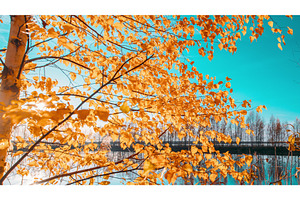 Slider shot Autumn Forest woods lake, a Graphic by Our Amazing World