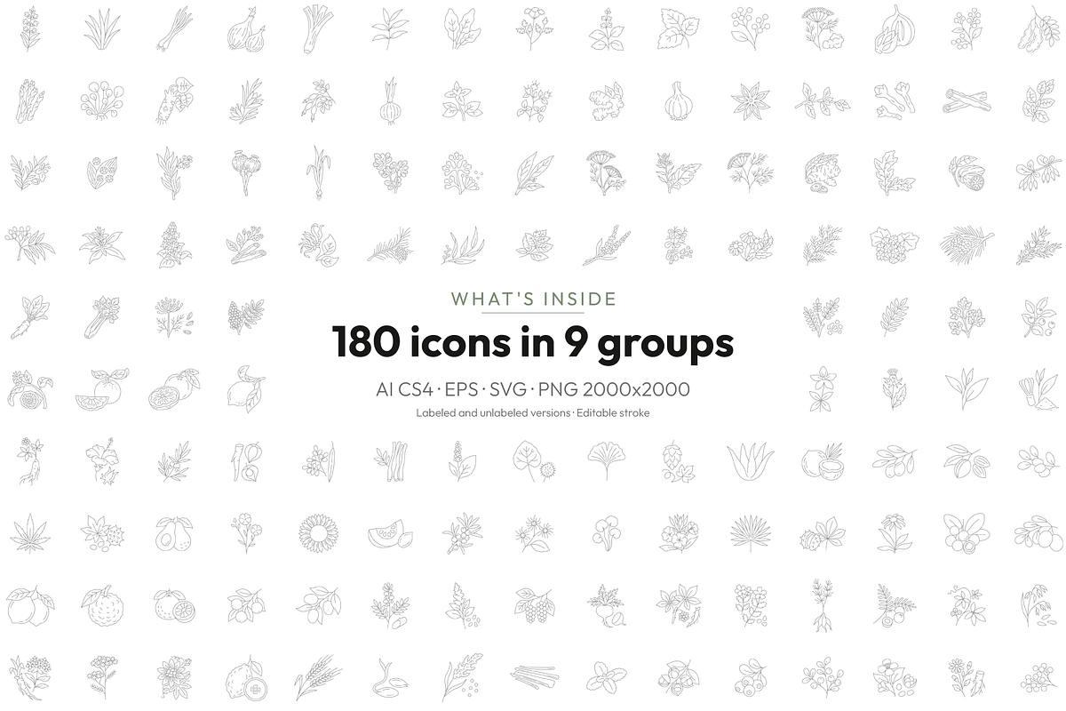 180 Botanical Ingredient Line Icons, an Outline Icon by Ilia Design (Photo 13 of 13)