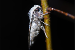 Macro shot of a grey moth resting on, an Animal Photo by Pakosta
