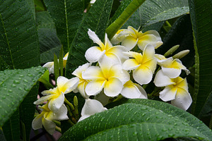 Frangipani plumeria flower featuring plumeria, tree, and plant