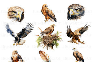 Watercolor Eagle Clipart, American