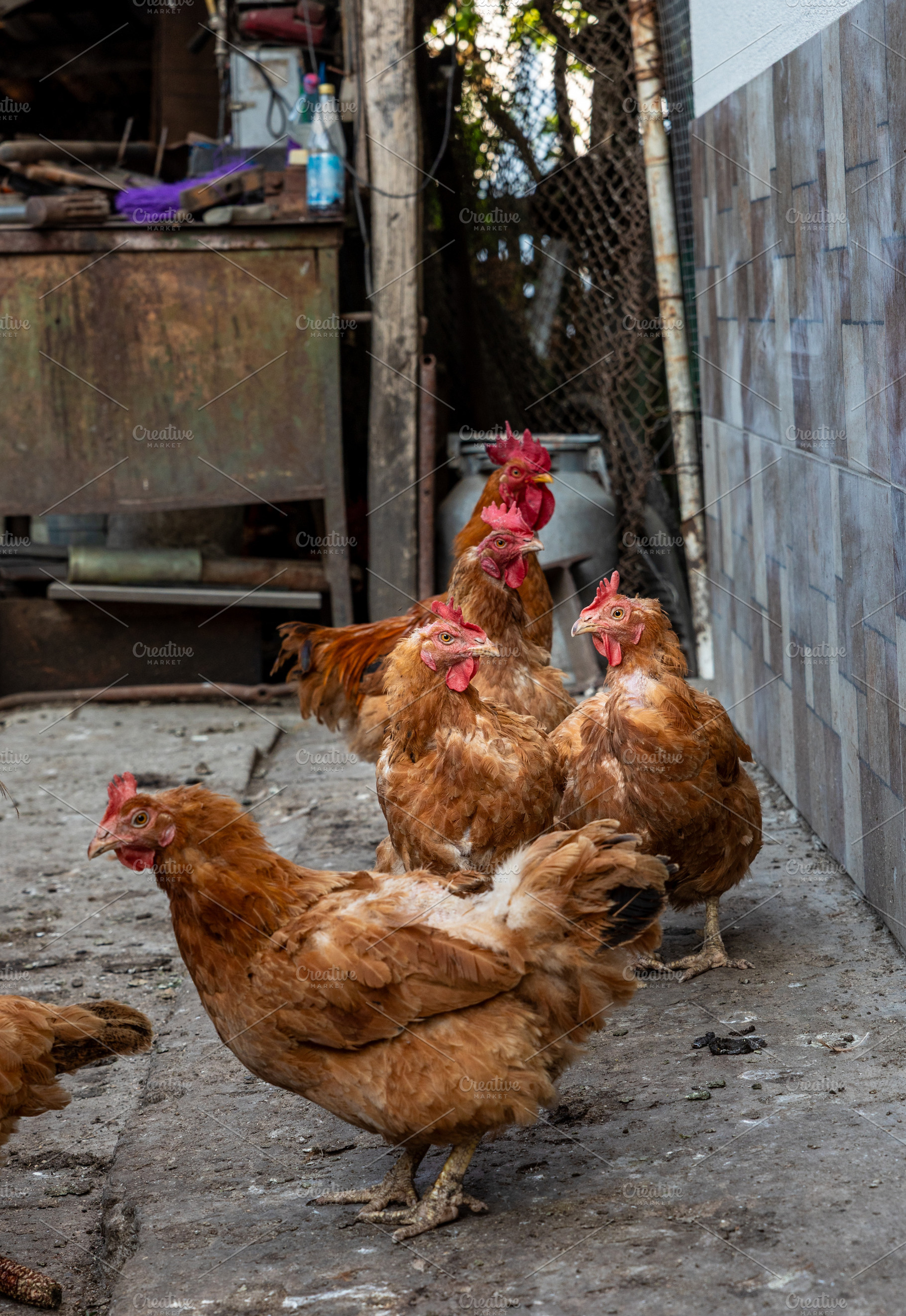 Free Range Brown Chickens, an Animal Photo by Ales Munt