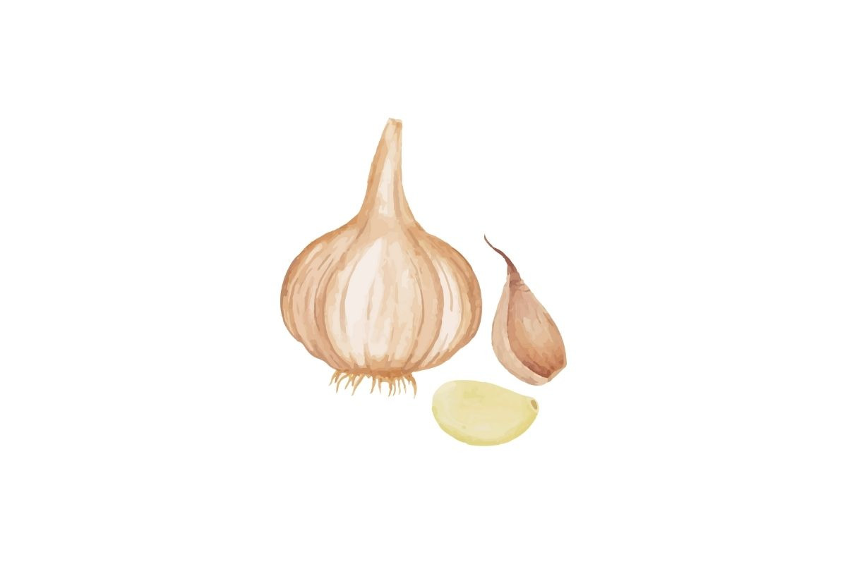 Spices, Herbs Watercolor PNG Clipart, a Healthcare Illustration by Awieee1 (Photo 3 of 3)