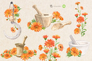 Solar Calendula. Watercolor set, an Illustration by Tata Pilip (Thumbnail 3 of 7)