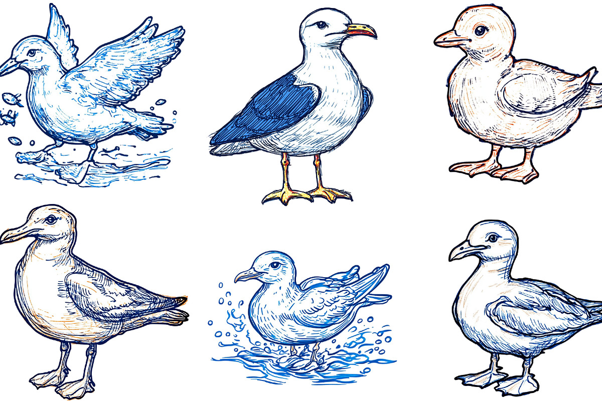 Hand Drawn Seagull Clipart PNG, an Illustration by Designking (Photo 2 of 4)