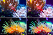 Barrier Reef Lr Presets, an Action Add-On by PandoraDreams (Thumbnail 3 of 7)