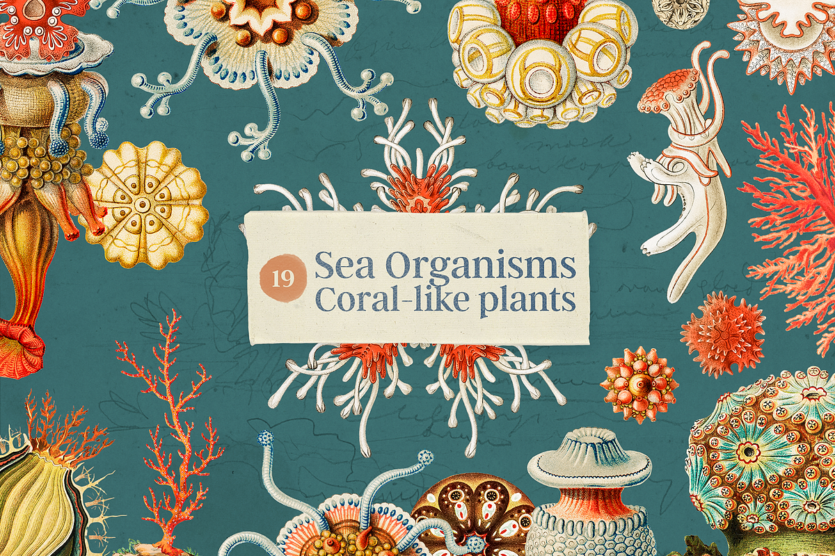 Oceanic Archive Sea Elements Bundle, an Object Graphic by The Ephemera Mercadito (Photo 4 of 6)