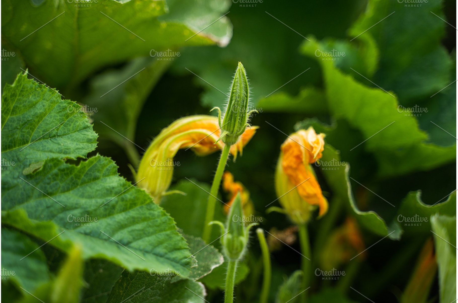 Pumpkin flower buds and blooming, a Nature Photo by volodymyrshtun13795