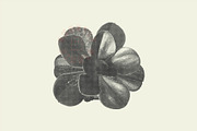 Succulent Halftones, a Texture Graphic by GhostlyPixels (Thumbnail 9 of 13)