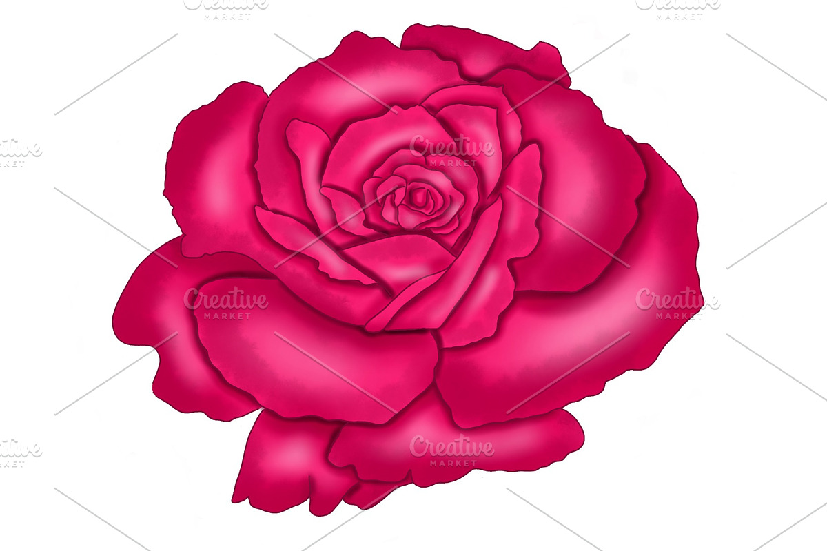 Illustrated Bright Pink Rose, an Illustration by Elle P. Studio