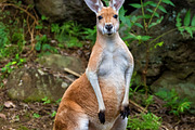 Red kangaroo stock picture, an Animal Photo by mikenoki (Thumbnail 1 of 2)