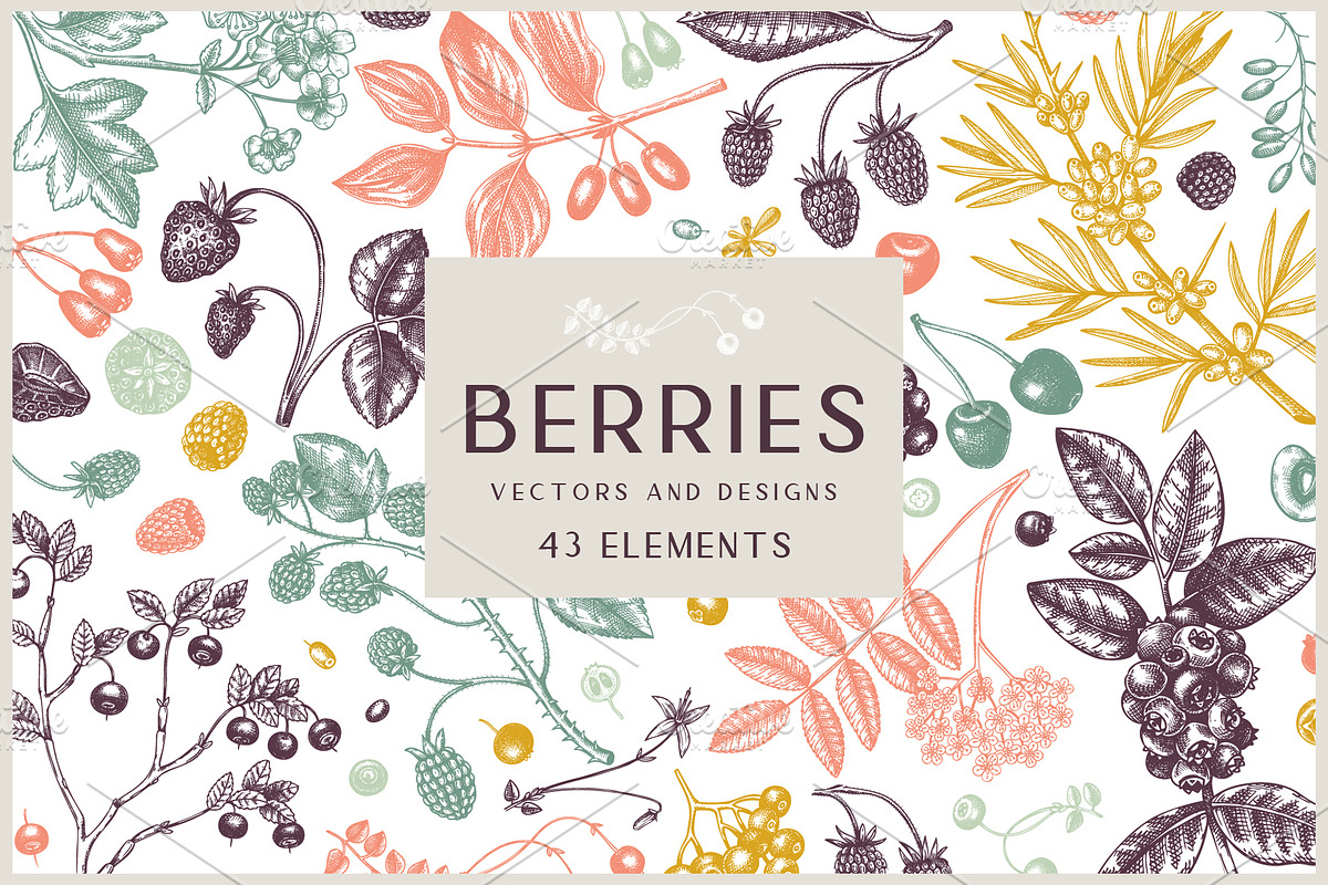 Berry Sketches. Berries Design Set, a Food Illustration by Yevheniia (Photo 1 of 8)