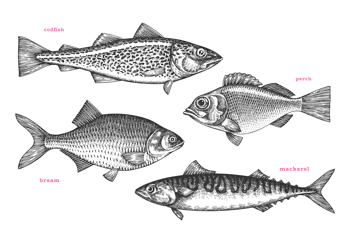 Fish#2 Vector Collection, a Food Illustration by Lubov Illustrations Shop (Photo 3 of 12)