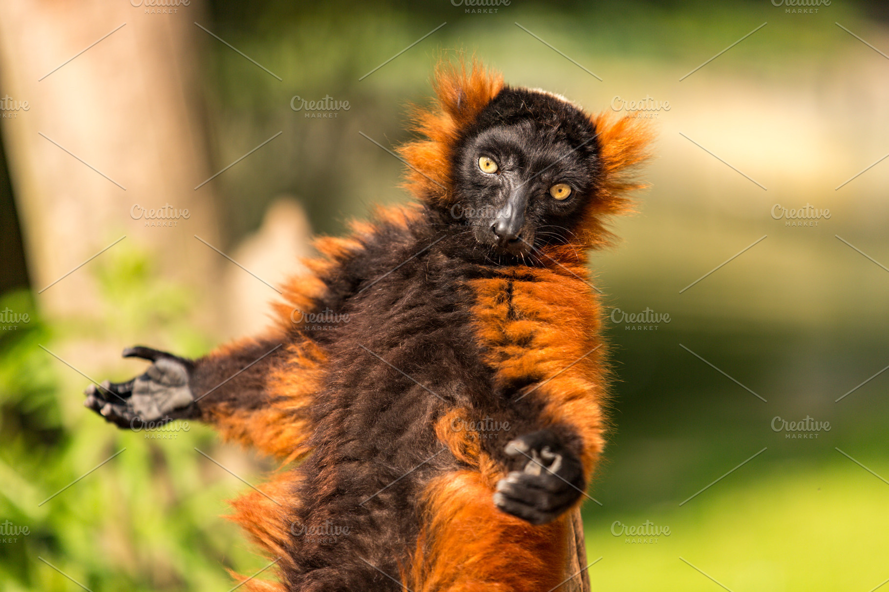 Red ruffed lemur in the artis zoo stock photo containing amsterdam and coat, an Animal Photo by misign