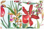 Exotic Orchids, Prints & Motif!, a Pattern Graphic by TSTUDIO (Thumbnail 2 of 10)