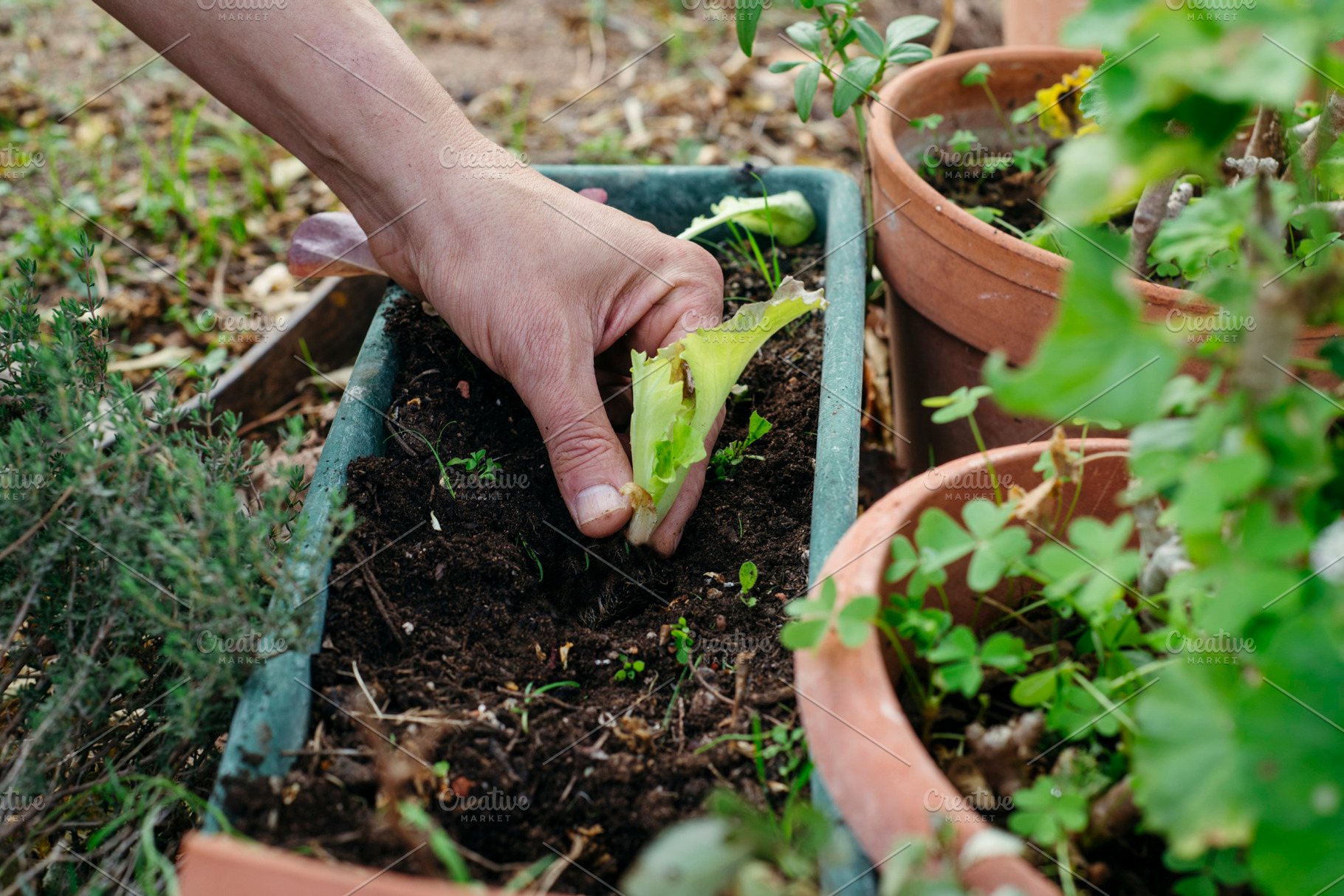 a man guiding a lettuce transplant into soil, a Photo by Nito