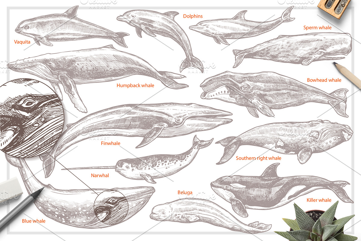 Whales Sketch Illustrations, an Animal Illustration by alexrockheart (Photo 2 of 5)