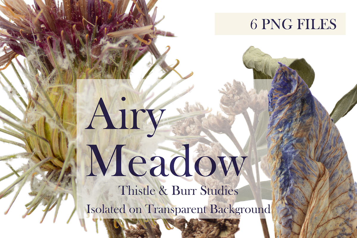 Airy Meadow – Thistle & Burr Studies, an Object Graphic by Aga Silva (Photo 3 of 5)