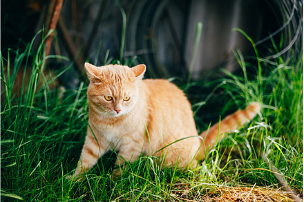Red Cat Sitting In Green Spring, an Animal Photo by Our Amazing World