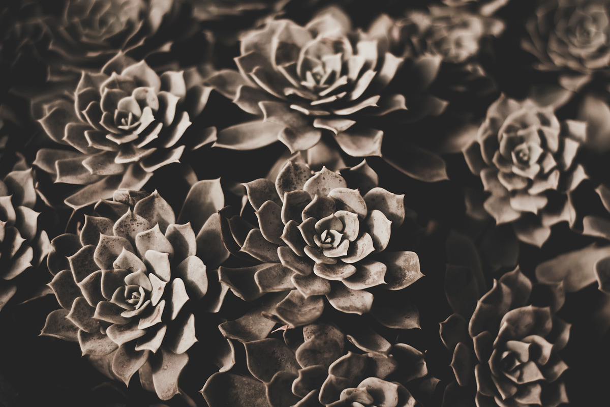 Dark green backgrounds, a Nature Photo by Alekseyliss (Photo 2 of 10)