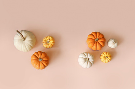 Fall pumpkins stock photo containing thanksgiving and pumpkin