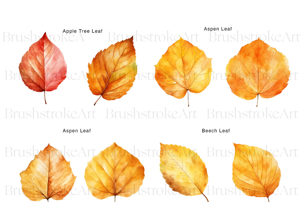Fall Leaves Clipart, Autumn Leaf PNG, a Decorative Illustration by BrushstrokeArtGB (Photo 6 of 9)