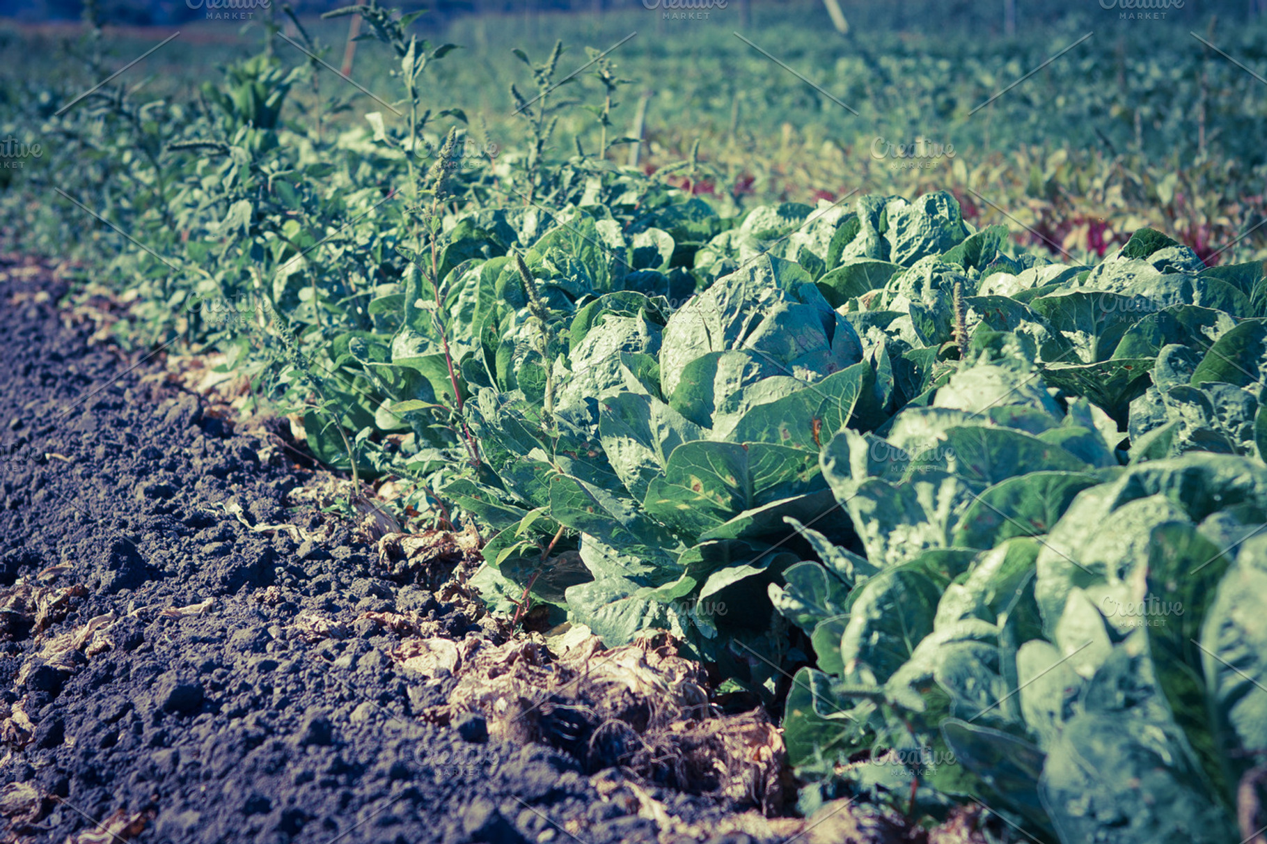 Cabbage farm containing vintage, day, and farm, a Food & Drink Photo by Chuck Pearson