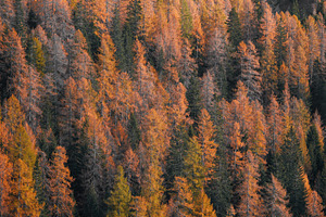Autumn trees stock photo containing nature and ecosystem
