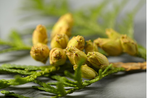 Thuja Branch with Buds. Detailed, a Nature Photo by Rohan Photography