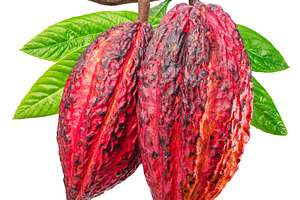 Two cocoa fruits or cocoa pods on branch with green leaves isola, a Food & Drink Photo by Volff