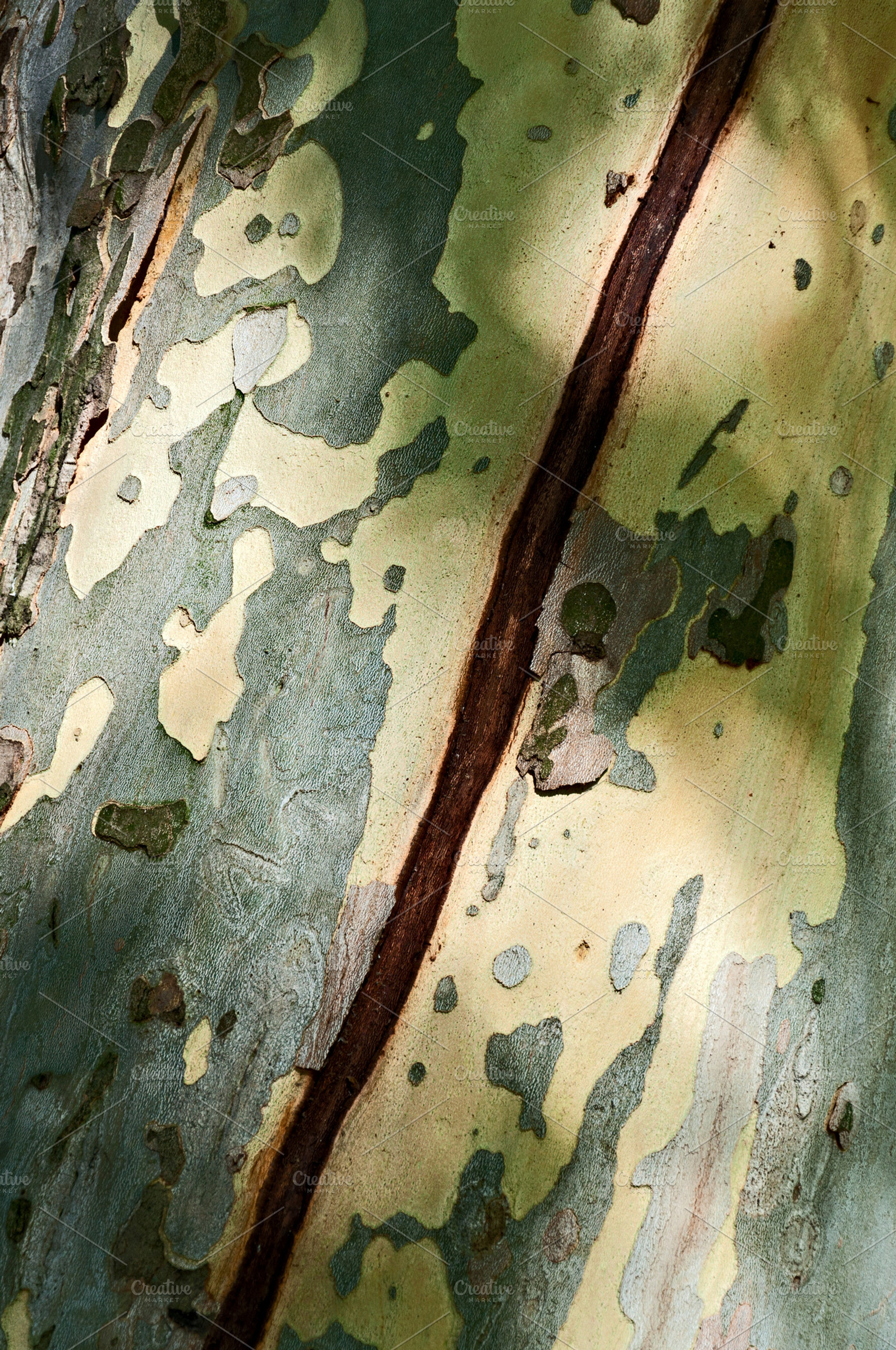 Crack on the Trunk
