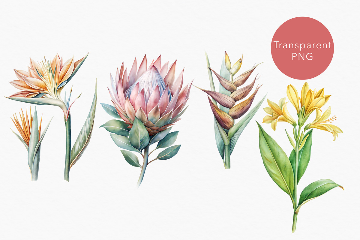 Tropical rainforest clip art set, a Seasonal Illustration by FleurArt (Photo 3 of 12)