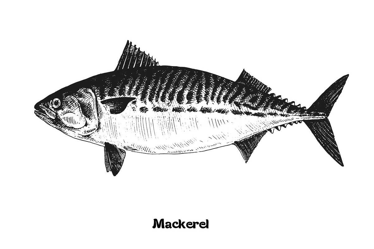 Fish collection, part 3, a Food Illustration by ZotovShop (Photo 3 of 11)