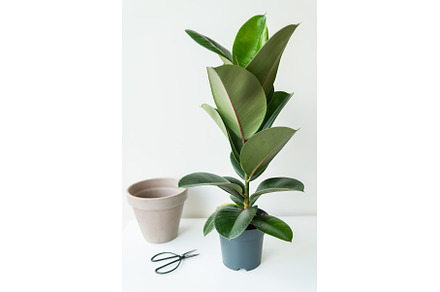 Transplantation of elastic ficus, a Nature Photo by Artsaba Family